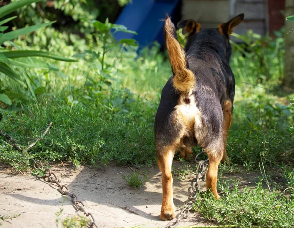 Small Mixed Breed Dog Rear View Doggy Ass — Foto Stock