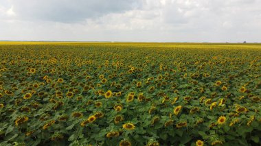 Bulutlu gökyüzünün altında bir ayçiçeği tarlası.