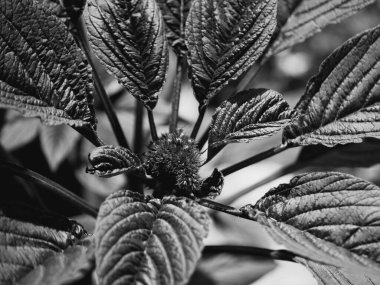 Amaranth çiçeği ve yaprakları, yakın plan. Amaranth, Amaranthus familyasından herhangi bir bitki, genellikle küçük yeşil, kırmızı veya mor renkli çiçeklere sahiptir. Siyah ve beyaz.