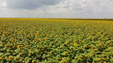 Bulutlu gökyüzünün altında bir ayçiçeği tarlası.