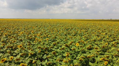 Bulutlu gökyüzünün altında bir ayçiçeği tarlası.