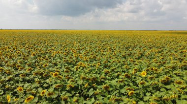 Bulutlu gökyüzünün altında bir ayçiçeği tarlası.