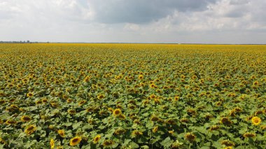 Bulutlu gökyüzünün altında bir ayçiçeği tarlası.