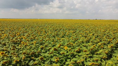 Bulutlu gökyüzünün altında bir ayçiçeği tarlası.