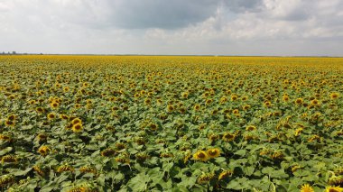 Bulutlu gökyüzünün altında bir ayçiçeği tarlası.
