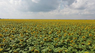 Bulutlu gökyüzünün altında bir ayçiçeği tarlası.