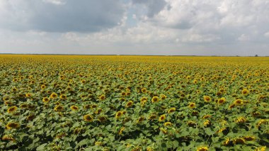 Bulutlu gökyüzünün altında bir ayçiçeği tarlası.