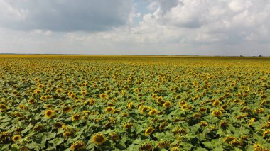 Bulutlu gökyüzünün altında bir ayçiçeği tarlası.
