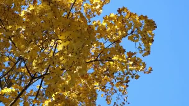 Κίτρινα Φύλλα Σφενδάμου Στον Γαλάζιο Ουρανό Κλαδιά Από Σφένδαμο Φυσαλίδα — Αρχείο Βίντεο