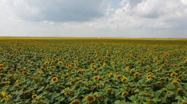Bulutlu gökyüzünün altında bir ayçiçeği tarlası.
