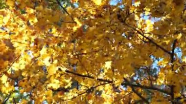 Bir ağacın dallarında bir sürü sarı akçaağaç yaprağı var. Rüzgarın esintisi yaprakları sallar, videoları.