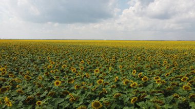 Bulutlu gökyüzünün altında bir ayçiçeği tarlası.