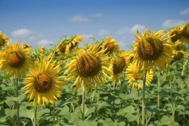 Sarı çiçek açan ayçiçekleri. Mavi gökyüzü ayçiçeklerinin üstünde.