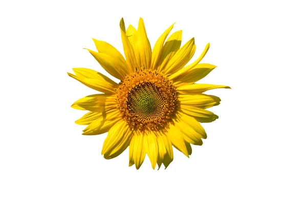 Gran Flor Girasol Primer Plano Flor Amarilla Aislado Sobre Fondo — Foto de Stock
