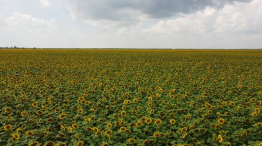 Bulutlu gökyüzünün altında bir ayçiçeği tarlası.