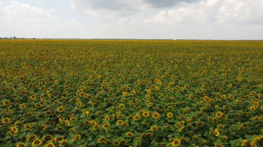 Bulutlu gökyüzünün altında bir ayçiçeği tarlası.