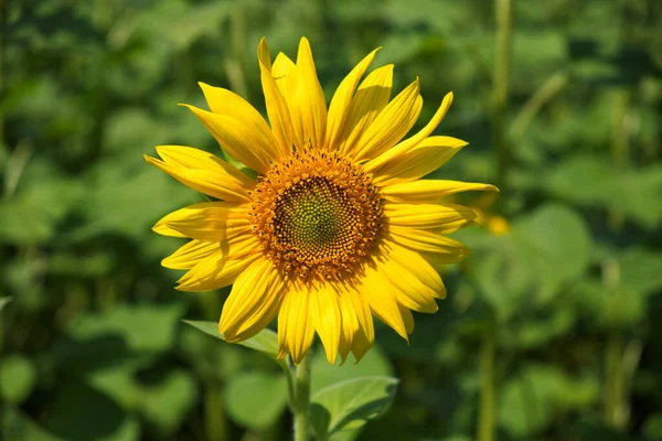 Grand Tournesol Gros Plan Fleur Jaune — Photo