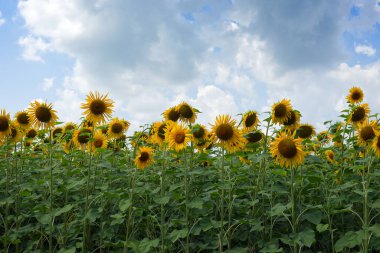 Mavi bulutlu gökyüzüne karşı ayçiçeği çiçekleri.