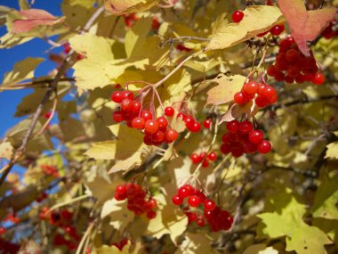 Sonbaharda viburum çalılarının dallarında olgunlaşmış meyveler. Kırmızı böğürtlen kümeleri. Sarı sonbahar yaprakları, yakın plan. Olgun sonbahar meyveleri.