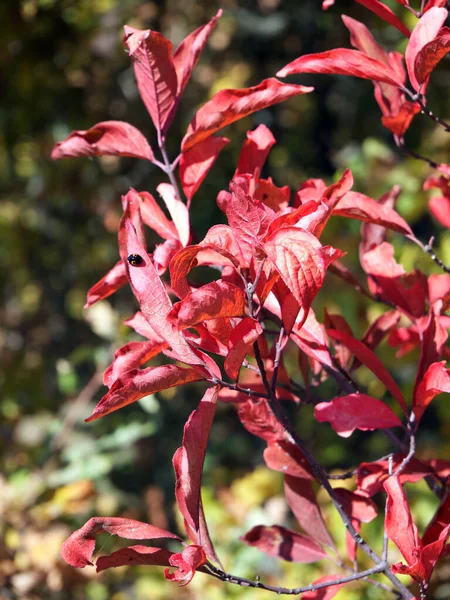 Folhas Outono Avermelhadas Galho Arbusto Folhas Vermelhas — Fotografia de Stock