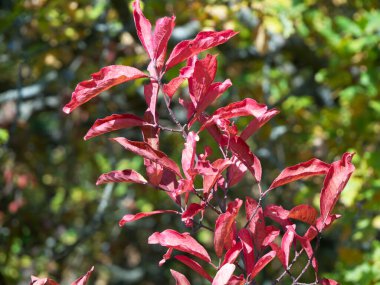 Sonbahar yaprakları bir çalılığın dalında.