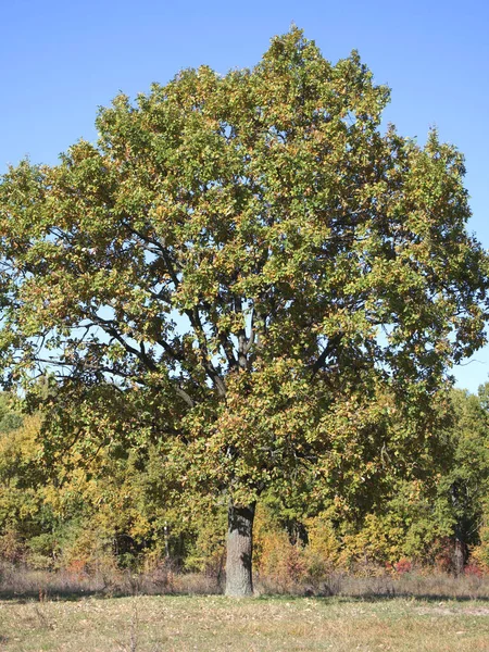 Majestätisk Solig Höstdag Ett Stort Grönskande Träd Höstlandskap Stort Höstträd — Stockfoto