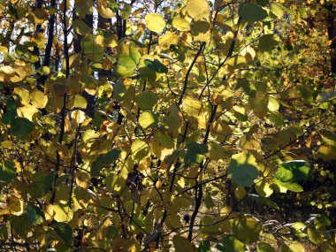 Karaağaç yaprakları sararmış. Sonbaharda doğa.