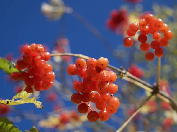 Twig Clusters Ripe Red Viburnum Berries Close Shot Medicinal Berries — Stock Photo, Image