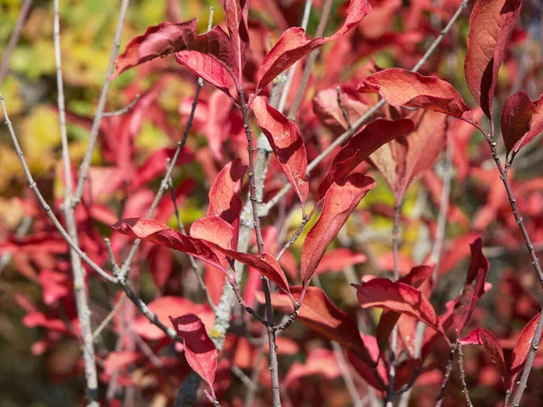 Κοκκινισμένα Φύλλα Φθινοπώρου Ένα Κλαδί Θάμνου Ροζ Φύλλα Θάμνου Κλαδί — Φωτογραφία Αρχείου