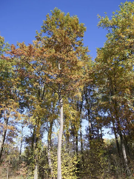 Bäume Herbstwald Einem Sonnigen Tag Altweibersommer — Stockfoto