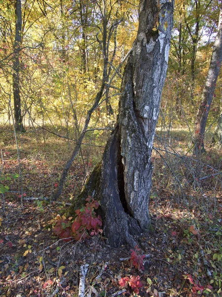 The trunk of a tree after being hit by lightning.