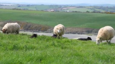 Resimli yeşil İrlanda tepelerinde birkaç koyun otluyor. Çiftlik hayvanları. Bir koyun ot yer. El bilgisayarı videosu.