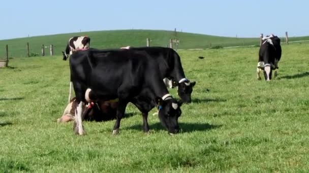 Αρκετές Αγελάδες Βόσκουν Ένα Λιβάδι Μια Ηλιόλουστη Μέρα Ζώα Τρώνε — Αρχείο Βίντεο
