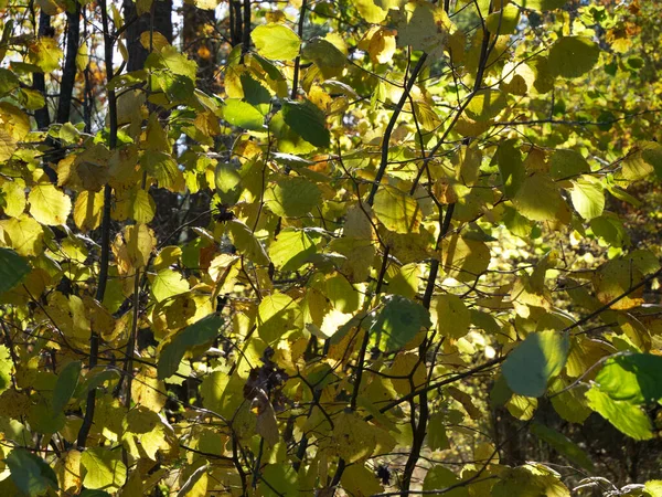 Sárga Levelek Szilfáról Növények Ősszel — Stock Fotó