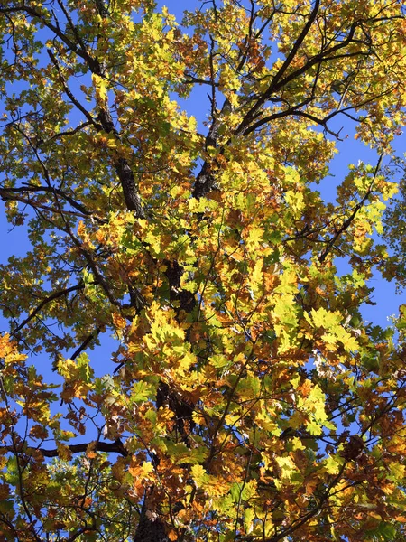 Liście Dębu Żółtego Gałęziach Drzew Dąb Jesienny — Zdjęcie stockowe