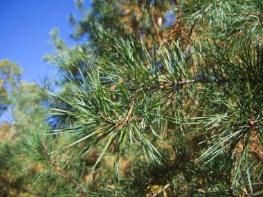 Çam ağacının bir dalı, yakın çekim. Kozalaklı iğneler, makro.