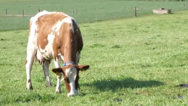 Uma Vaca Num Pasto Num Dia Ensolarado Pastoreio Gado Terras — Vídeo de Stock