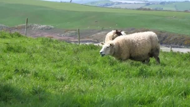 緑のアイルランドの丘の上にいくつかの羊の放牧 家畜だ 羊は草を食べる 手持ちビデオ — ストック動画