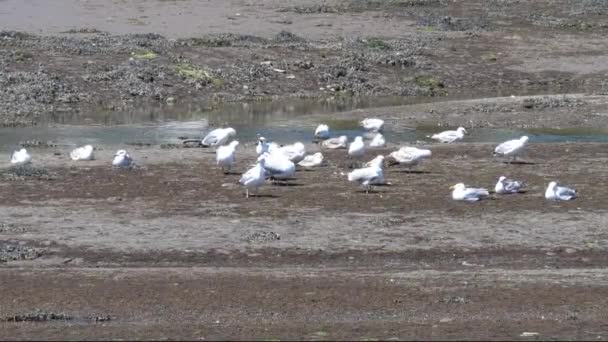 Una Manada Gaviotas Marinas Salpica Aguas Poco Profundas Durante Marea — Vídeo de stock