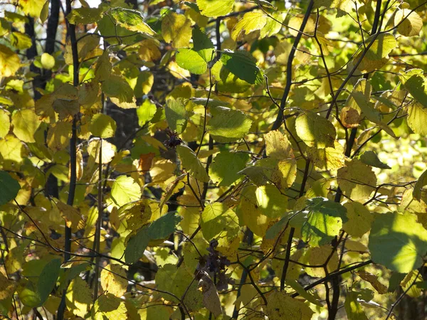 Sárga Levelek Szilfáról Növény Ágai Egy Őszi Napon — Stock Fotó