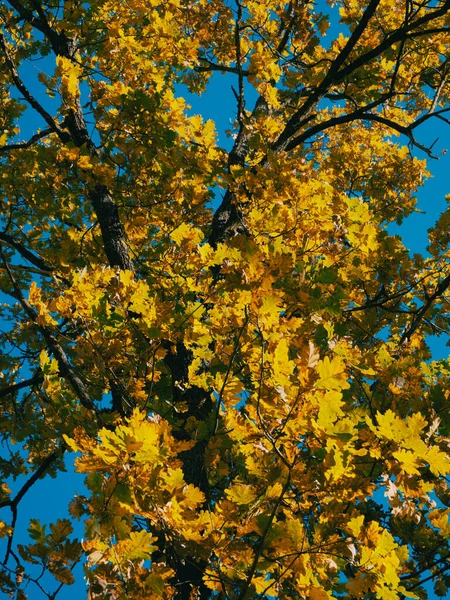 Dubové Větve Žlutými Listy Podzimní Dub Proti Jasně Modré Obloze — Stock fotografie