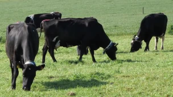 Flera Kor Betar Äng Dag Boskap Äter Grönt Gräs Handhållen — Stockvideo