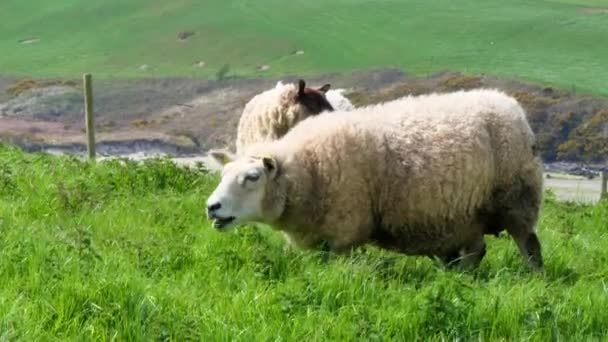 緑の丘の上にいくつかの羊の放牧 家畜だ 羊は草を食べる 手持ちビデオ — ストック動画