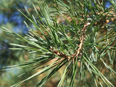Bir çam ağacının dalı, yakın çekim..
