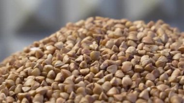 Döner çiğ karabuğday. Karabuğday yakın plan. Kurutulmamış tohumları yok et
