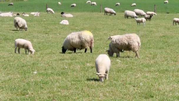 Grupo Ovejas Peludas Pastan Campo Verde Día Soleado Bonita Oveja — Vídeos de Stock