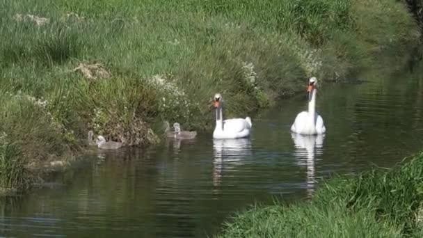 Two Large Swans Several Small Ones River Bank Family White — Stock Video