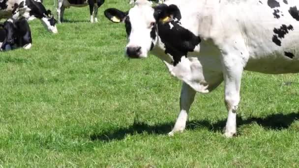 Krávy Pastvinách Mléčná Farma Hospodářská Zvířata Jedí Šťavnatou Zelenou Trávu — Stock video