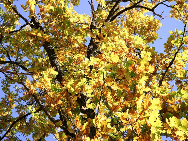 Leuchtend Goldene Eichenblätter Herbst Herbsteiche Vor Strahlend Blauem Himmel — Stockfoto