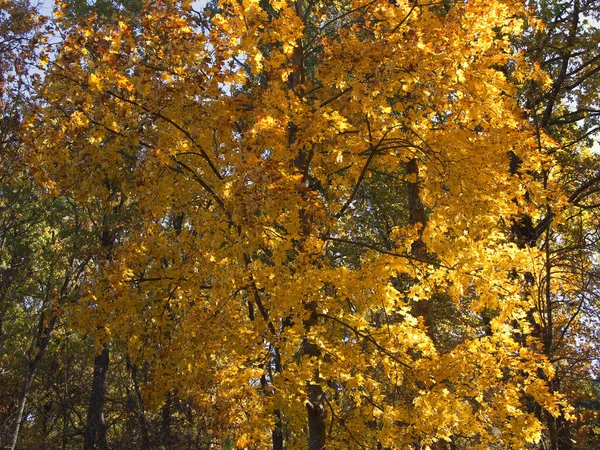 Bordo Amarelado Dia Outono — Fotografia de Stock